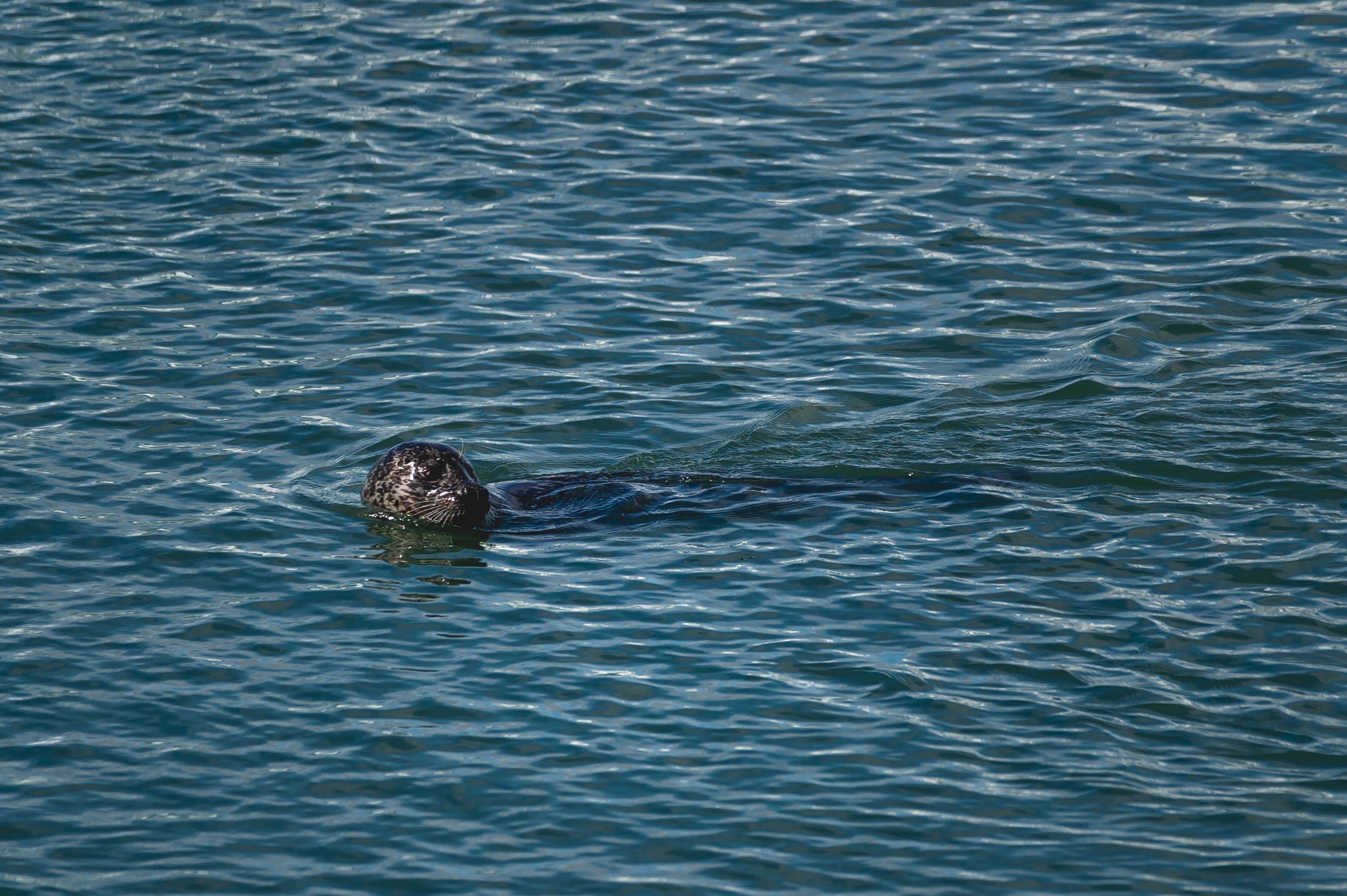 ทะเลสาบน้ำแข็ง Jökulsárlón อุทยานแห่งชาติ Vatnajökull ไอซ์แลนด์