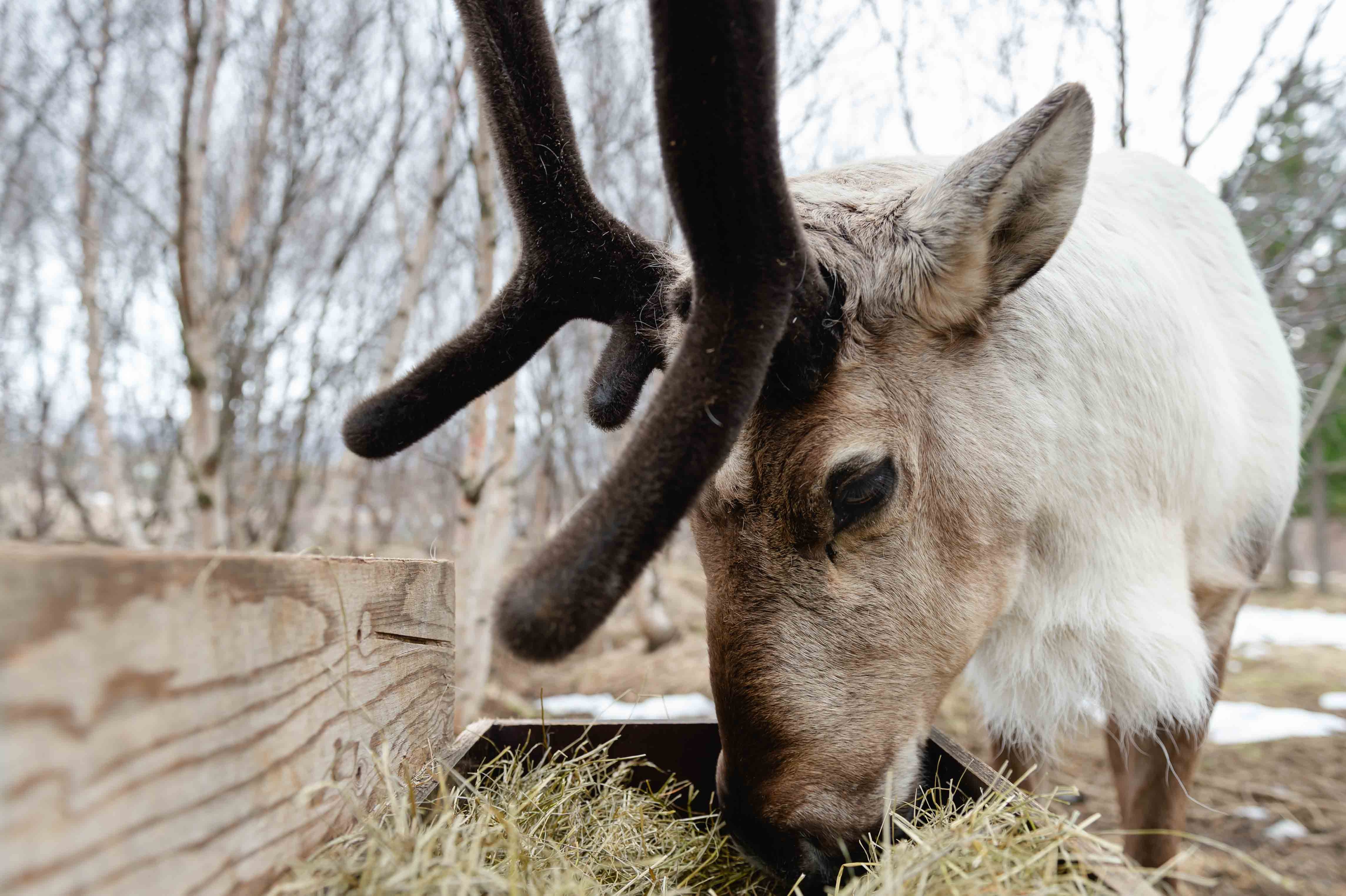 Reindeer Park ในเมือง Fellabaer ไอซ์แลนด์