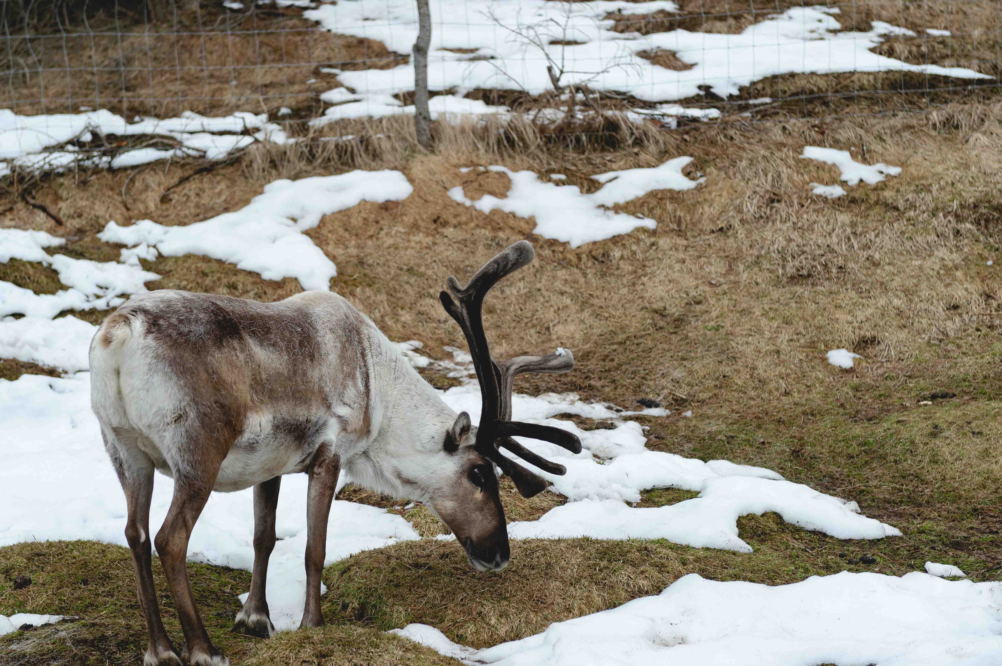 Reindeer Park ในเมือง Fellabaer ไอซ์แลนด์