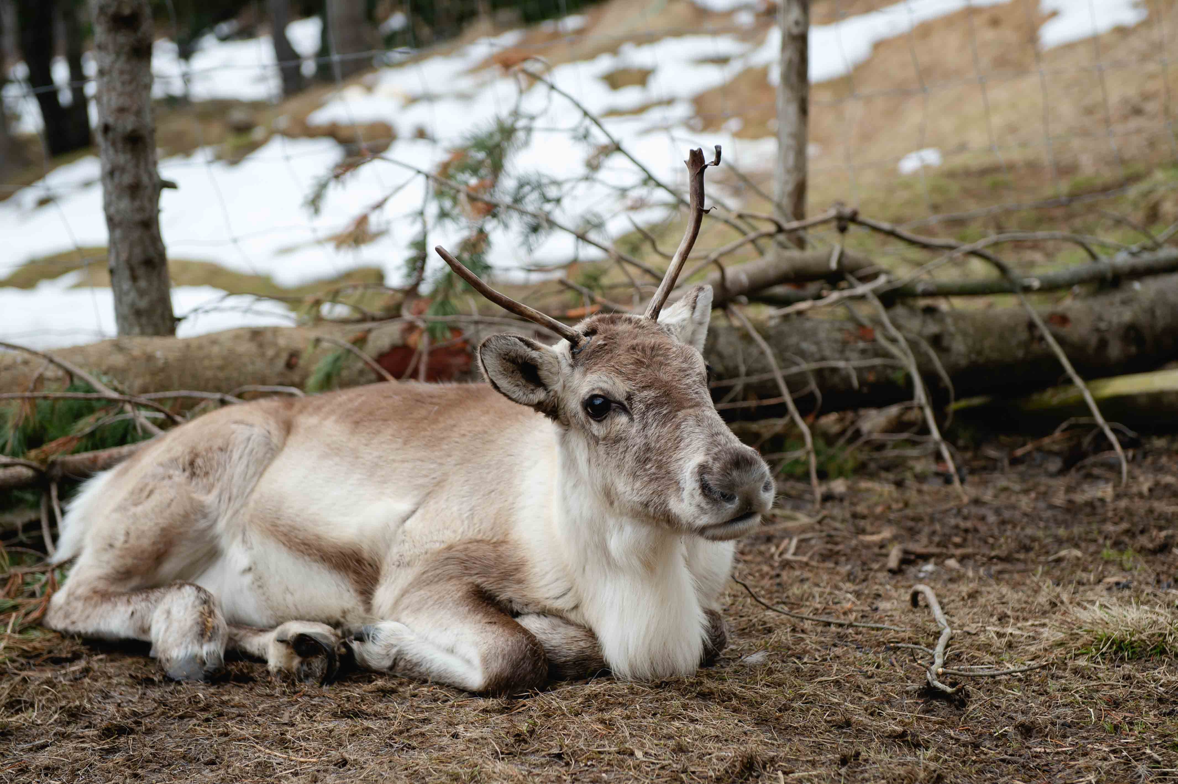 Reindeer Park ในเมือง Fellabaer ไอซ์แลนด์