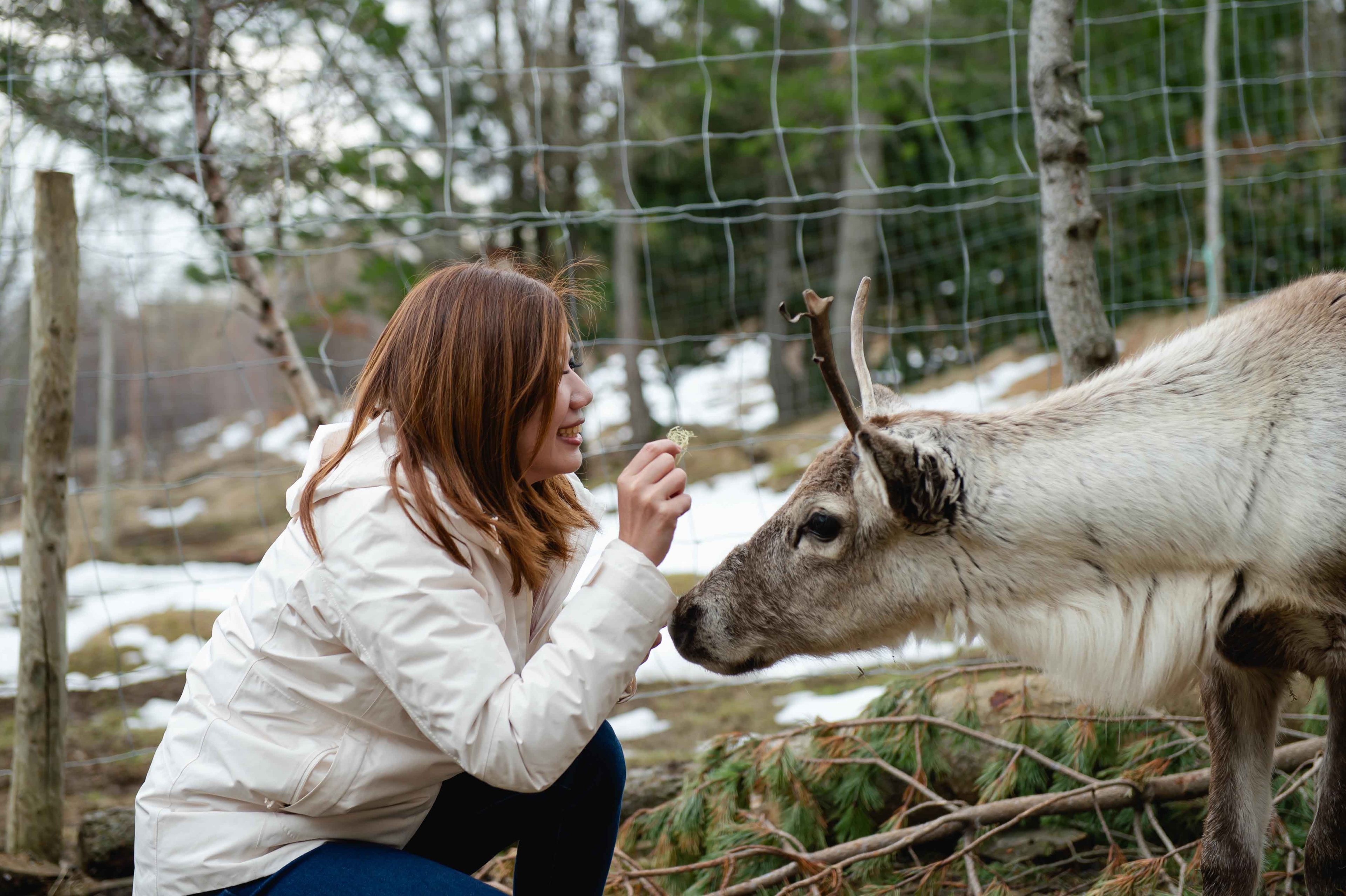 Reindeer Park ในเมือง Fellabaer ไอซ์แลนด์