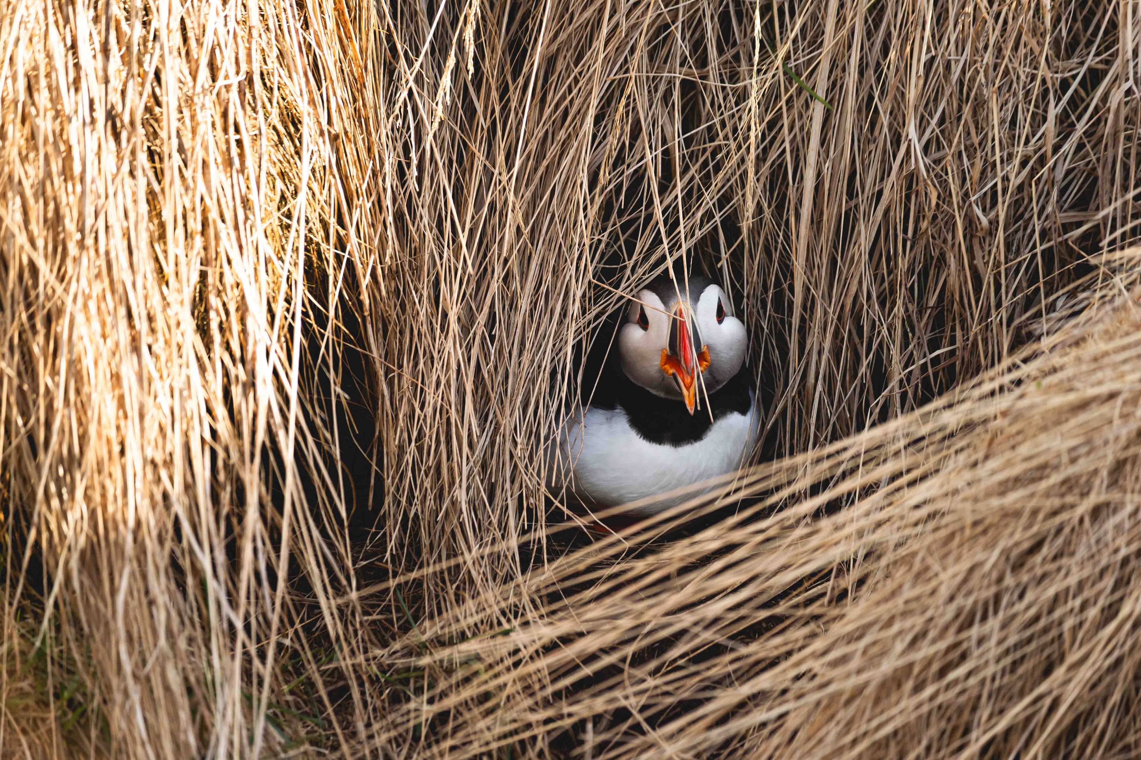 นกฟัฟฟิน ไอซ์แลนด์