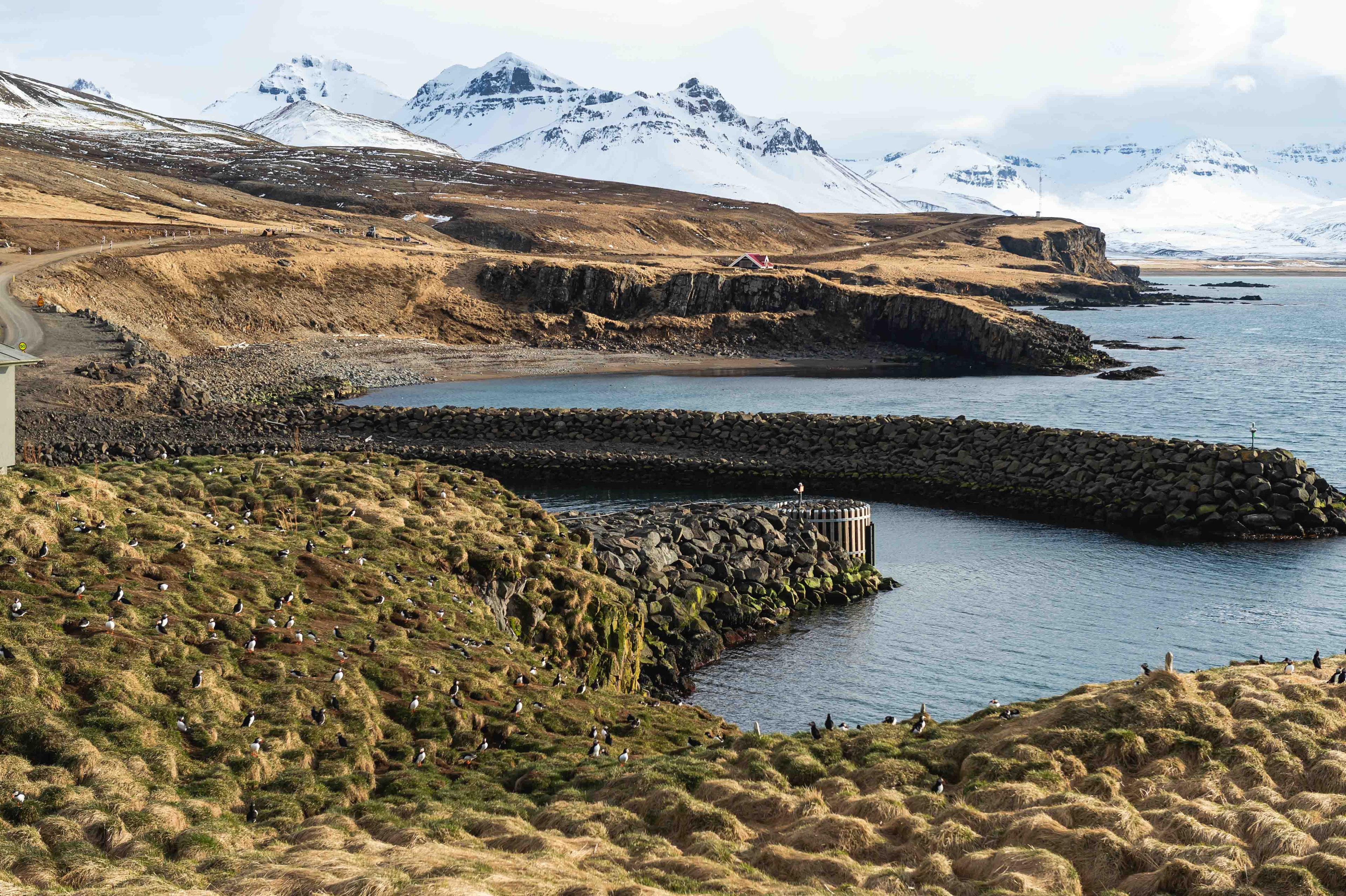 นกฟัฟฟิน ไอซ์แลนด์