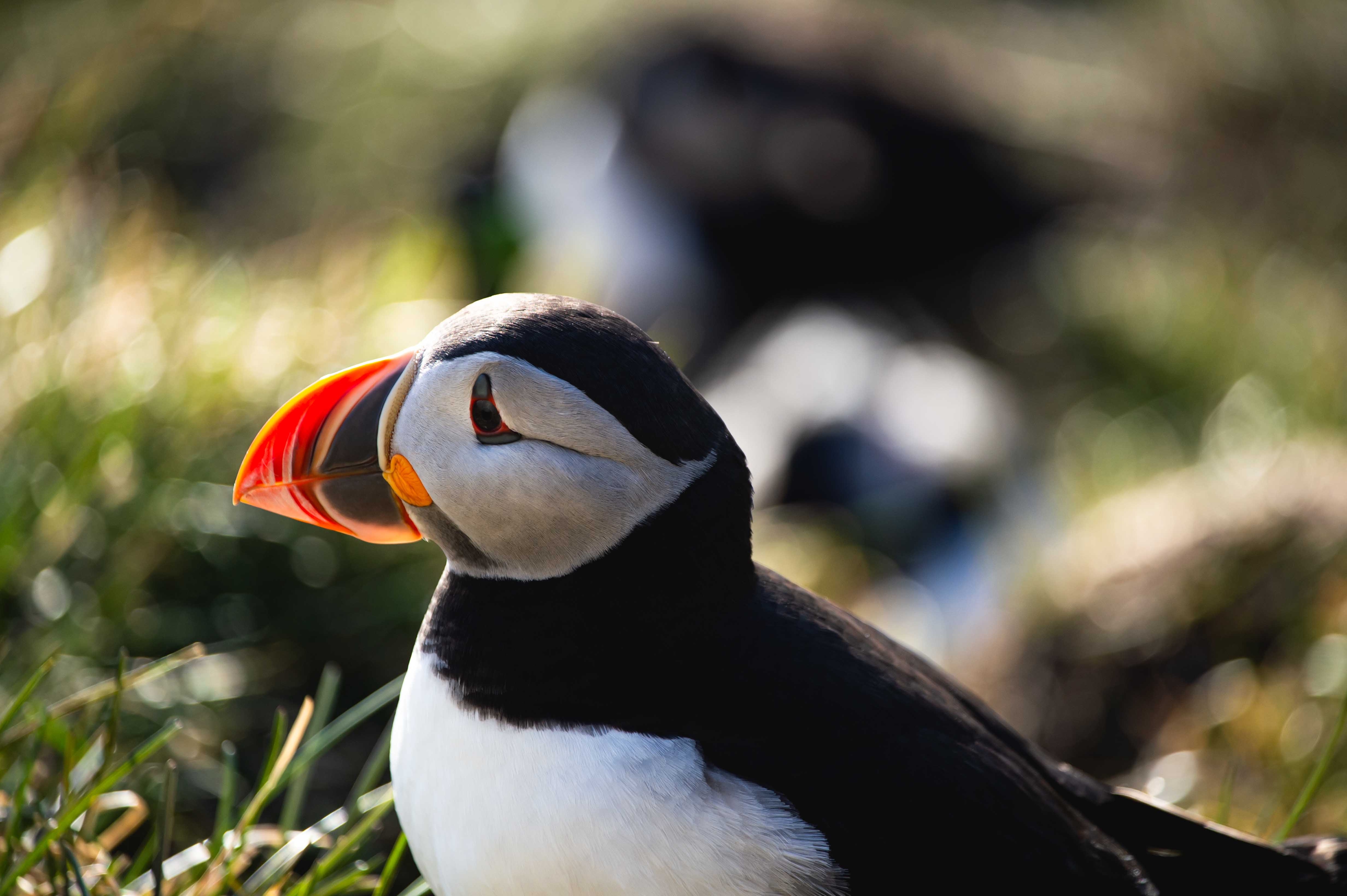 นกฟัฟฟิน ไอซ์แลนด์