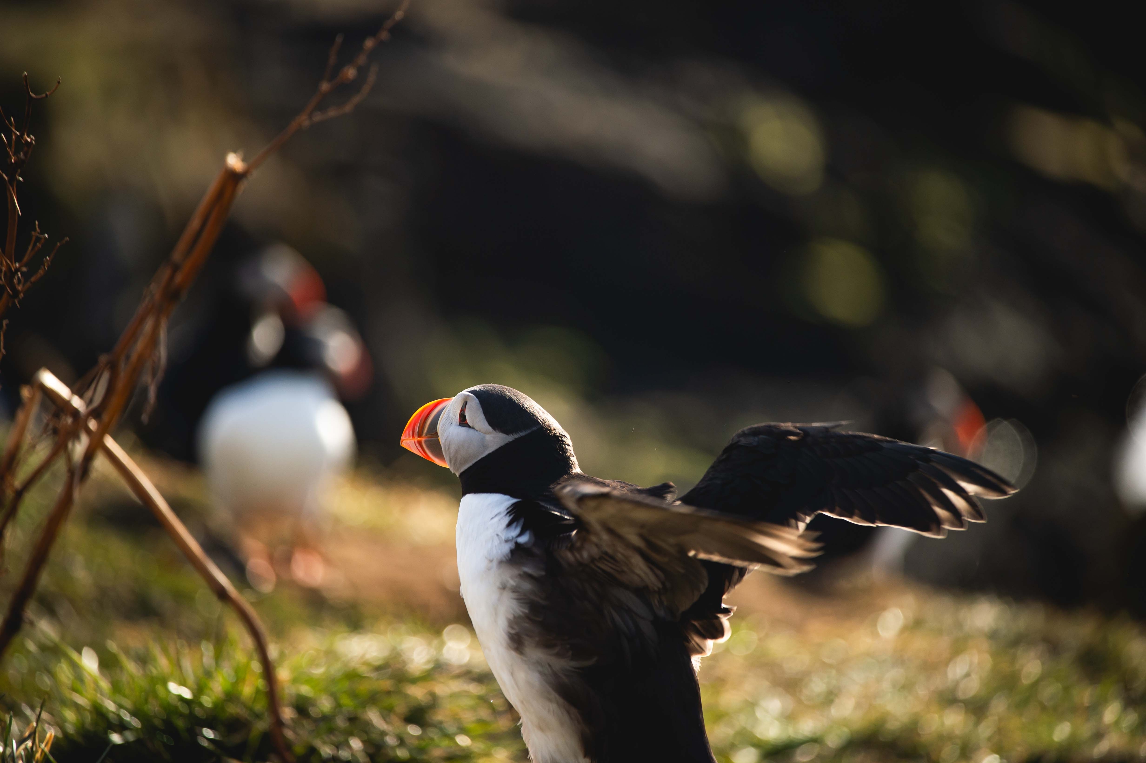 นกฟัฟฟิน ไอซ์แลนด์