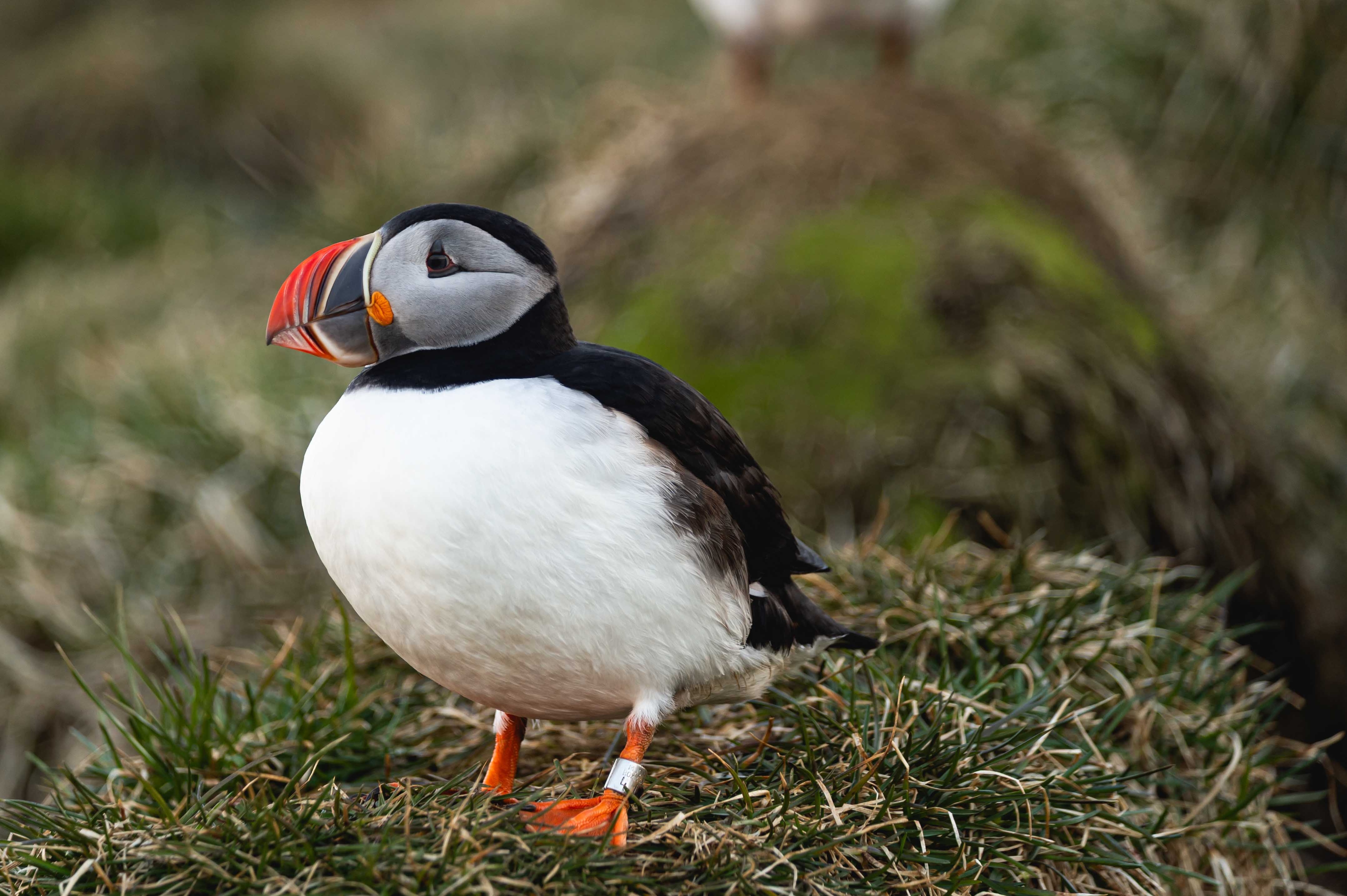 นกพัฟฟิน ไอซ์แลนด์