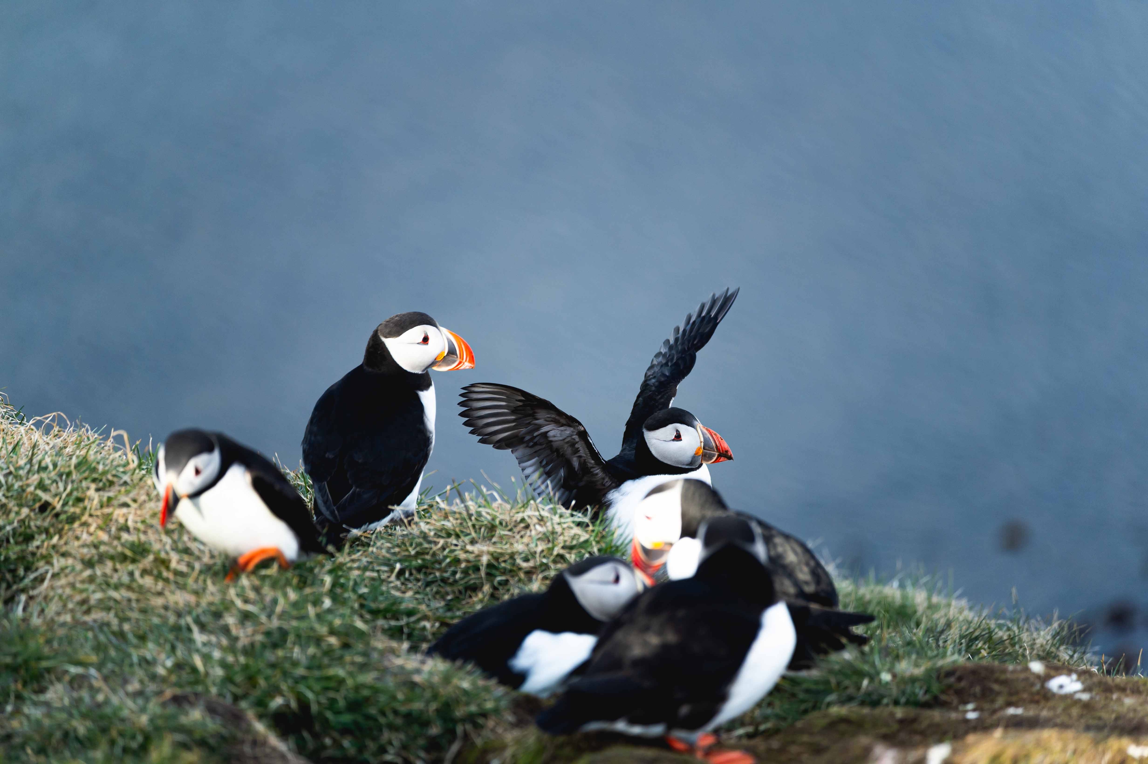 นกฟัฟฟิน ไอซ์แลนด์